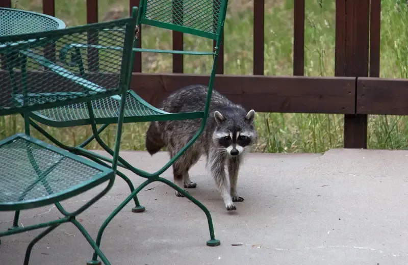 raccoon next to a house
