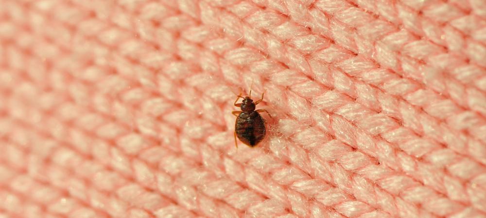 bed bug on fabric